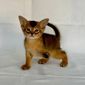 Fortuna Abyssinian