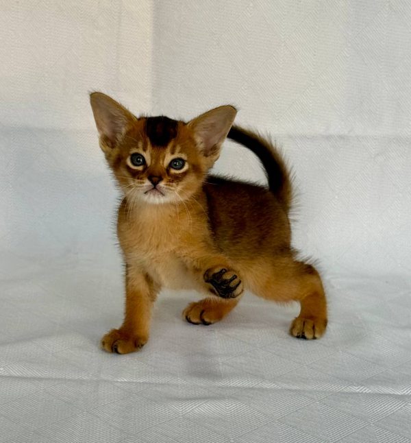Fortuna Abyssinian