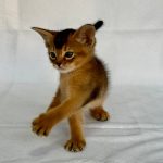 Fortuna-female-Abyssinian-cat-puppy-for-sale-1 (3)