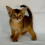 Fortuna-female-Abyssinian-cat-puppy-for-sale-1 (4)