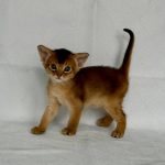 Garry-male-Abyssinian-cat-puppy-for-sale-1 (1)