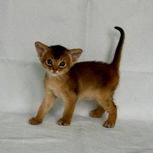 Garry Abyssinian