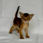 Flora Abyssinian