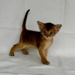 Garry-male-Abyssinian-cat-puppy-for-sale-1 (3)