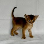 Garry-male-Abyssinian-cat-puppy-for-sale-1 (4)