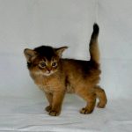 Greta-male-Abyssinian-cat-puppy-for-sale-1 (1)