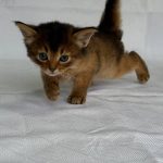 Greta-male-Abyssinian-cat-puppy-for-sale-1 (2)