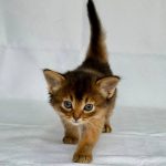 Greta-male-Abyssinian-cat-puppy-for-sale-1 (3)
