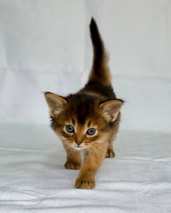 Greta Somali