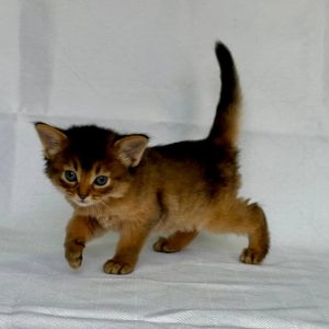 Greta Somali