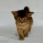 Gucci-female-Somali-cat-puppy-for-sale-1 (1)