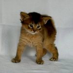 Gucci-female-Somali-cat-puppy-for-sale-1 (2)