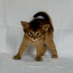 Gucci-female-Somali-cat-puppy-for-sale-1 (3)