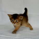 Gucci-female-Somali-cat-puppy-for-sale-1 (4)