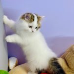 Hardi-male-Highland-straight-cat-puppy-for-sale-1 (1)