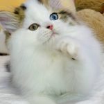Hardi-male-Highland-straight-cat-puppy-for-sale-1 (2)