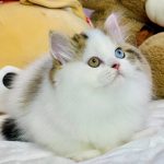 Hardi-male-Highland-straight-cat-puppy-for-sale-1 (3)