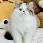Hardi-male-Highland-straight-cat-puppy-for-sale-1 (4)