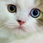 Hardi-male-Highland-straight-cat-puppy-for-sale-1 (5)
