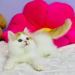 Henry-male-Highland-straight-cat-puppy-for-sale-1 (2)