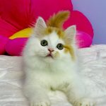 Henry-male-Highland-straight-cat-puppy-for-sale-1 (3)