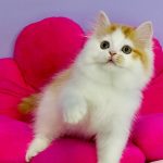 Henry-male-Highland-straight-cat-puppy-for-sale-1 (4)