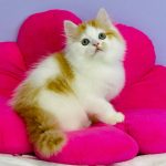 Henry-male-Highland-straight-cat-puppy-for-sale-1 (5)