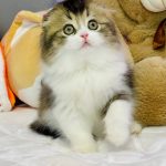 Ihor-male-Highland-fold-cat-puppy-for-sale-1 (1)