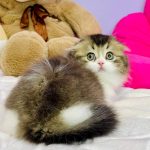 Ihor-male-Highland-fold-cat-puppy-for-sale-1 (2)
