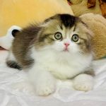 Ihor-male-Highland-fold-cat-puppy-for-sale-1 (4)