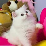Imbir-male-Highland-straight-cat-puppy-for-sale-1 (1)