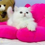 Imbir-male-Highland-straight-cat-puppy-for-sale-1 (2)