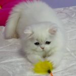 Imbir-male-Highland-straight-cat-puppy-for-sale-1 (3)