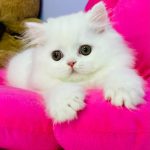 Imbir-male-Highland-straight-cat-puppy-for-sale-1 (5)
