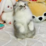 Ira-female-Highland-fold-cat-puppy-for-sale-1 (1)