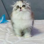 Ira-female-Highland-fold-cat-puppy-for-sale-1 (2)