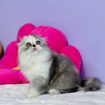 Ira-female-Highland-fold-cat-puppy-for-sale-1 (3)