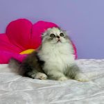 Ira-female-Highland-fold-cat-puppy-for-sale-1 (4)