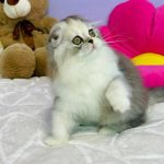 Ira-female-Highland-fold-cat-puppy-for-sale-1 (5)