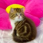 Joel-male-Highland-straight-cat-puppy-for-sale-1 (2)