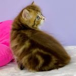 Joel-male-Highland-straight-cat-puppy-for-sale-1 (3)