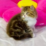 Joel-male-Highland-straight-cat-puppy-for-sale-1 (4)