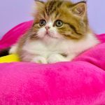 Jolene-female-Highland-straight-cat-puppy-for-sale-1 (1)