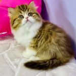 Jolene-female-Highland-straight-cat-puppy-for-sale-1 (2)