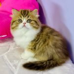 Jolene-female-Highland-straight-cat-puppy-for-sale-1 (3)