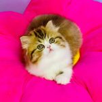 Jolene-female-Highland-straight-cat-puppy-for-sale-1 (5)