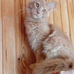 Bethy Maine Coon