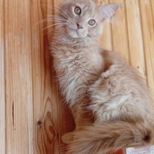 Lakis Maine Coon