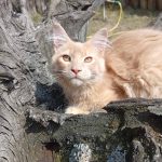 Lakis-male-main-coon-cat-puppy-for-sale-1 (2)