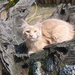 Lakis-male-main-coon-cat-puppy-for-sale-1 (3)